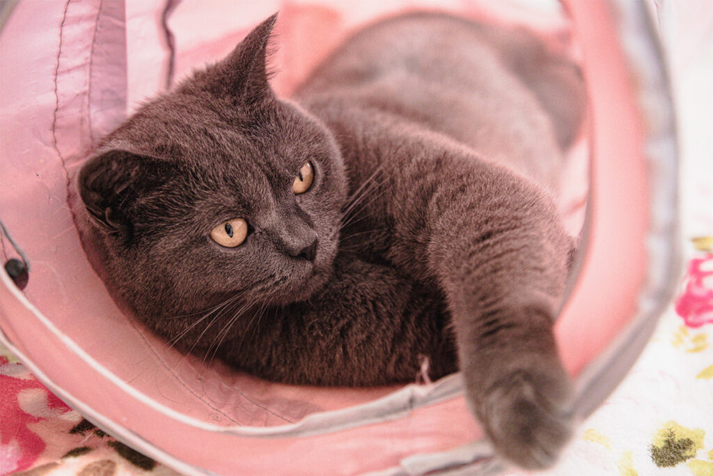 猫のおしっこ消臭方法とは 場所や持ち物別の洗濯や掃除の方法を解説 リスクベネフィット